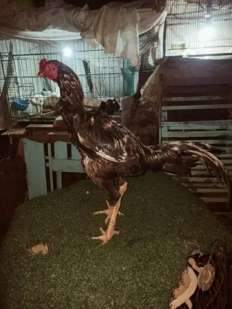 Ayam Bangkok phakoy