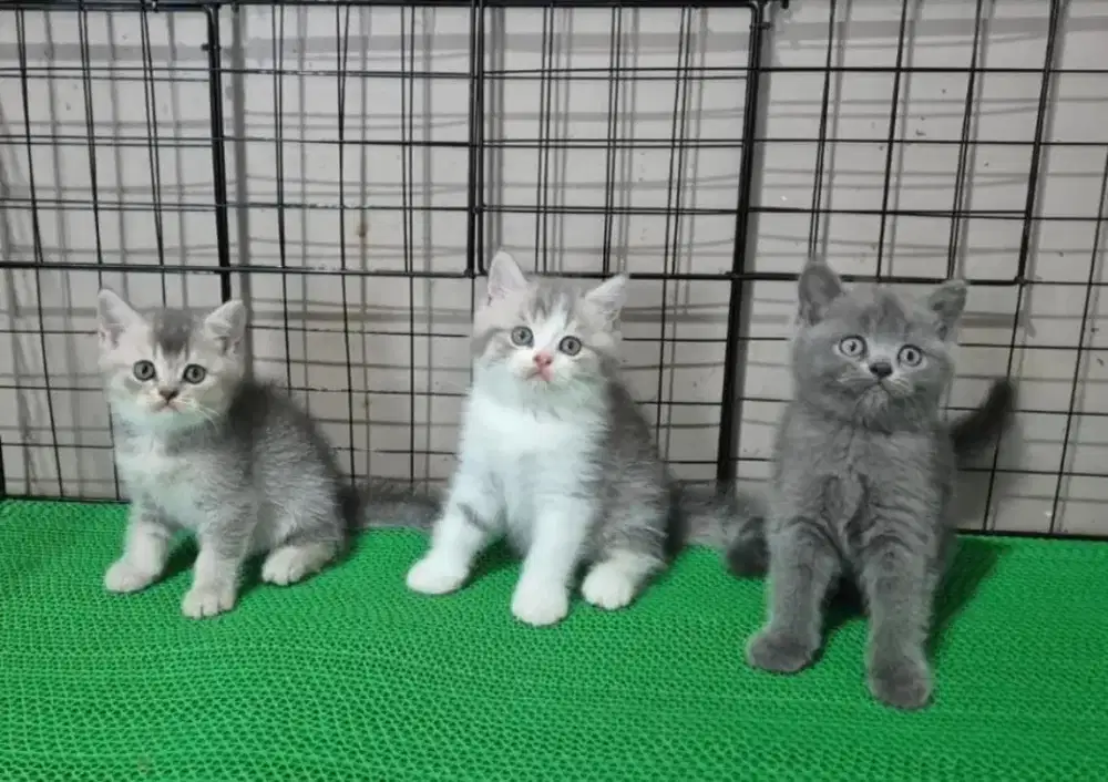 Kitten British Shorthair