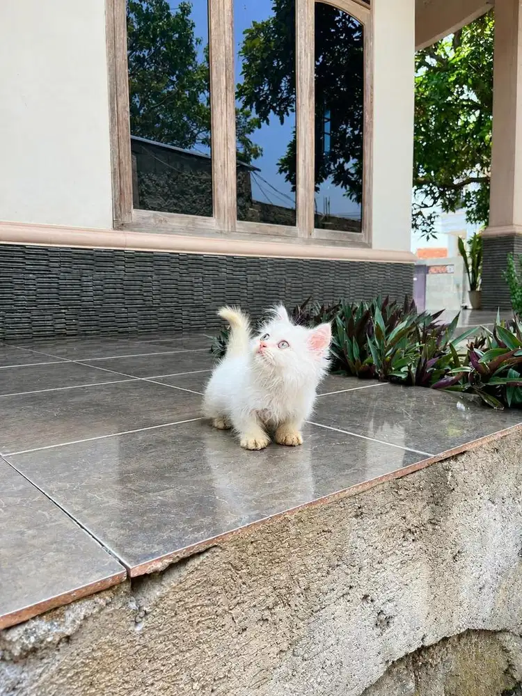 Kucing munchkin kitten cebol persia minuet