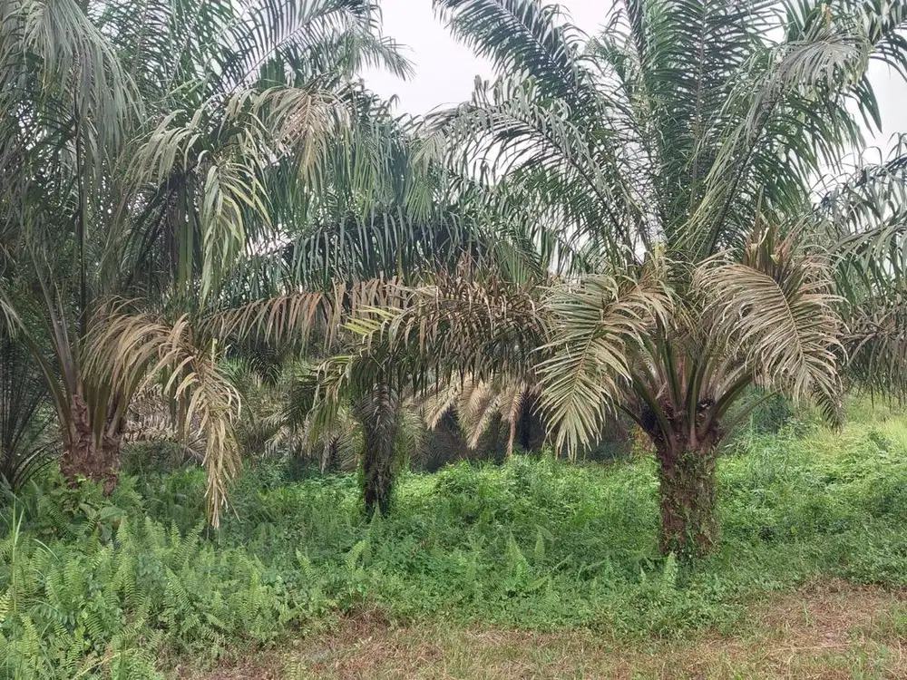 Dijual tanah cepat!!