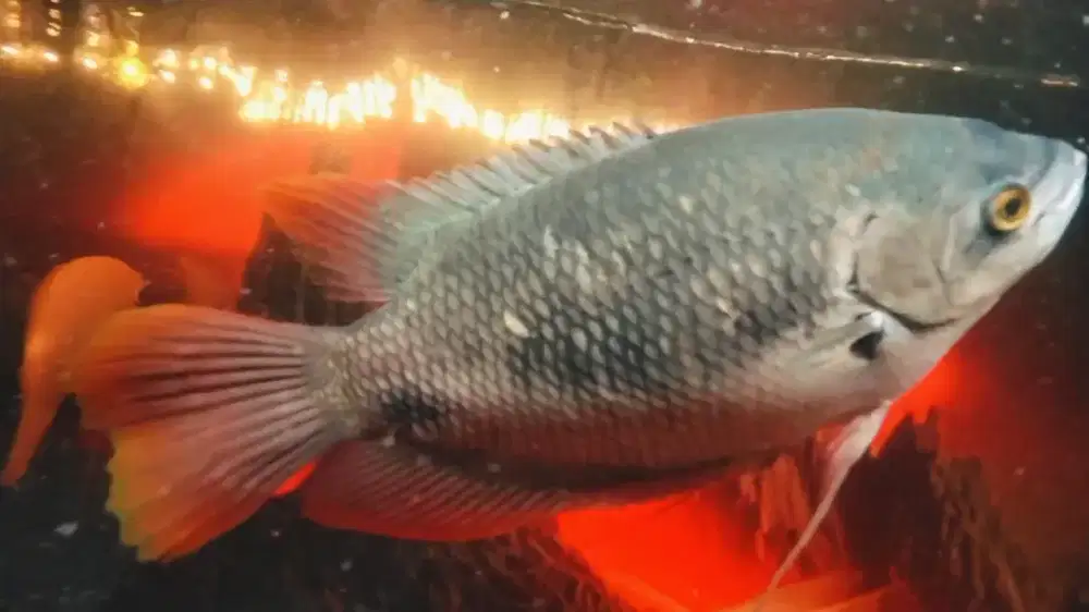 IKAN GURAME SABAH EKOR MERAH 24CM
