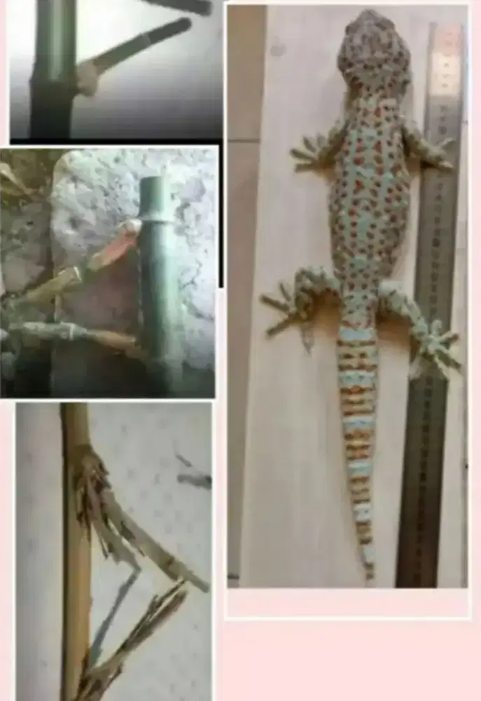 Tokek 45cm sehat normal dibutuhkan Lowongan Jebres