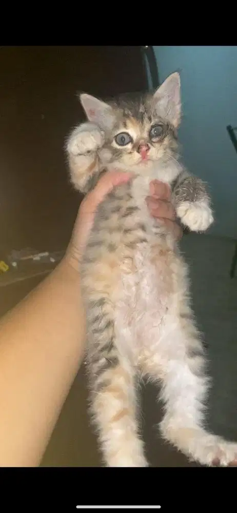 Kitten mixdome betina