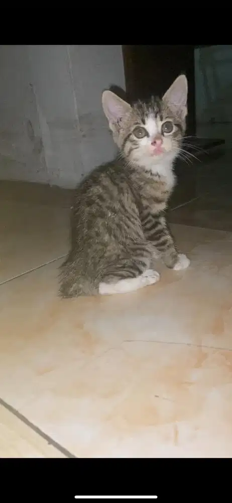 Kitten mixdome jantan