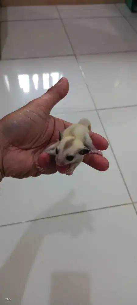 Sugar Glider Joey Platinum