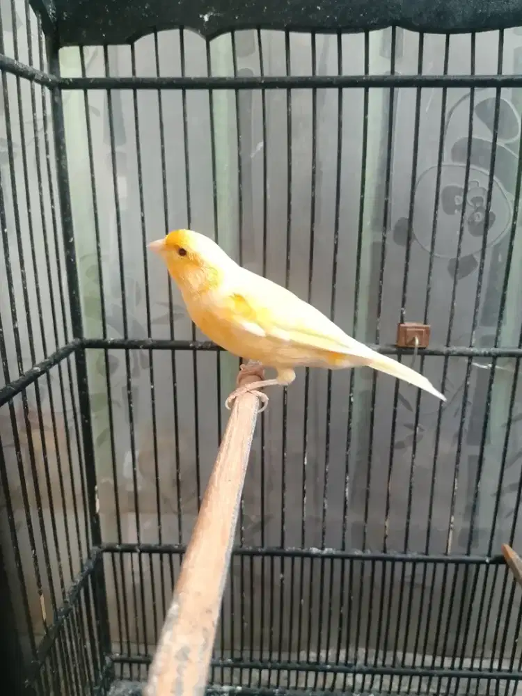 Kenari gacoran warna kuning orange