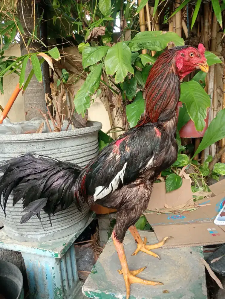 Ayam Bangkok klasik ukur 5,5-6