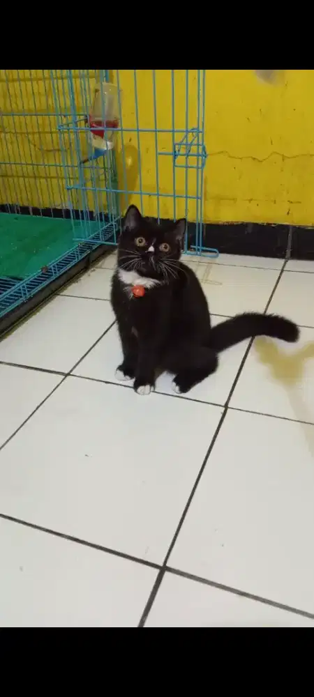 Kitten British Shorthair Black