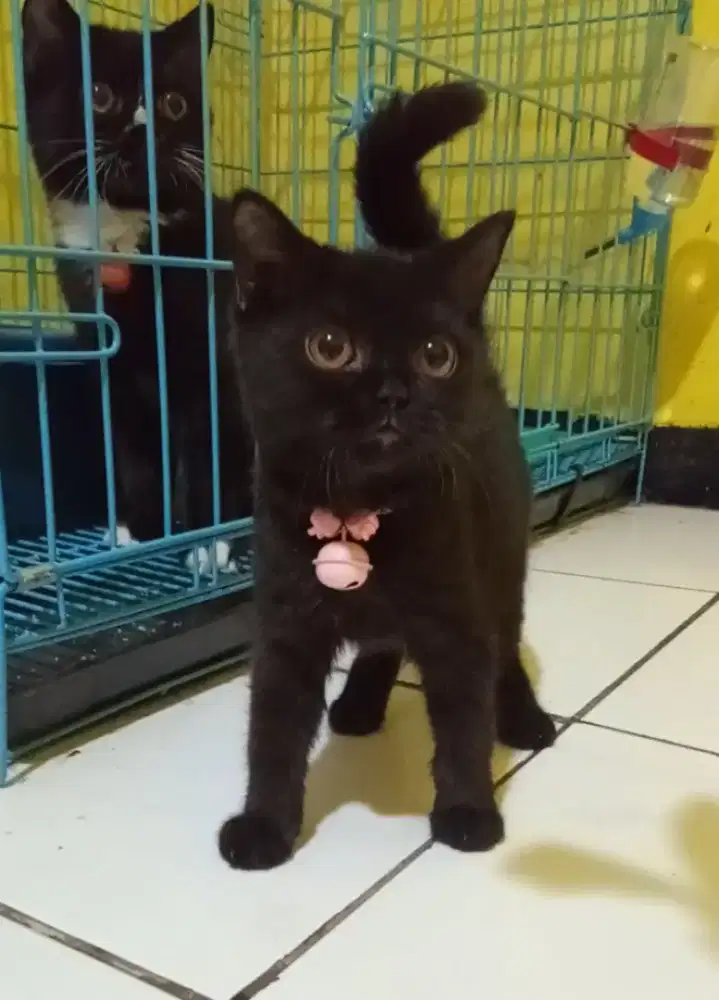 Kitten British Shorthair Black