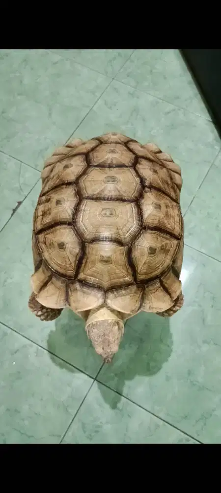 Sulcata Jantan SMOOTH (42 cm)