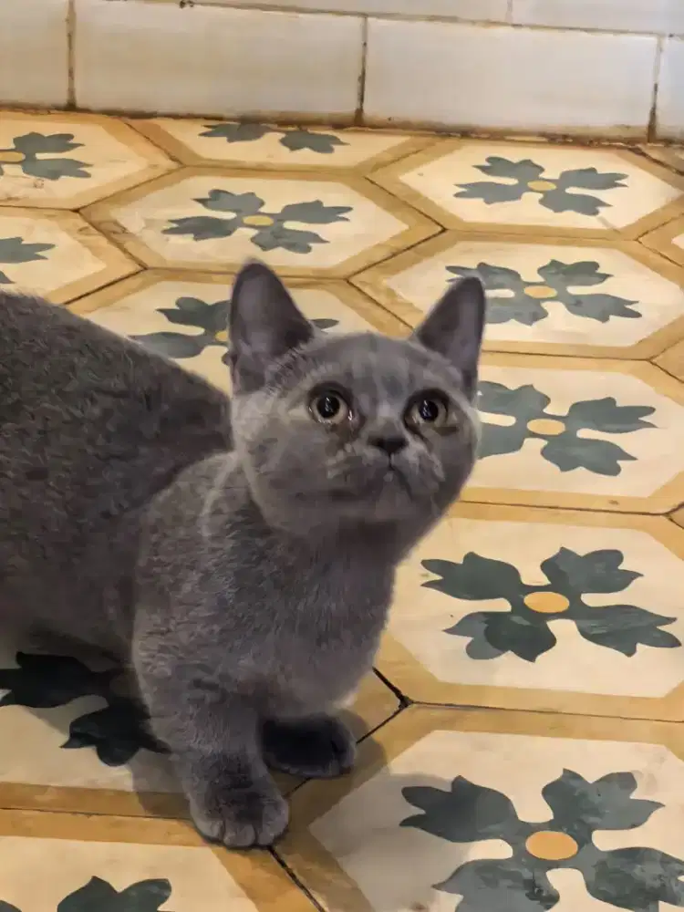 BSH SF Munchkin