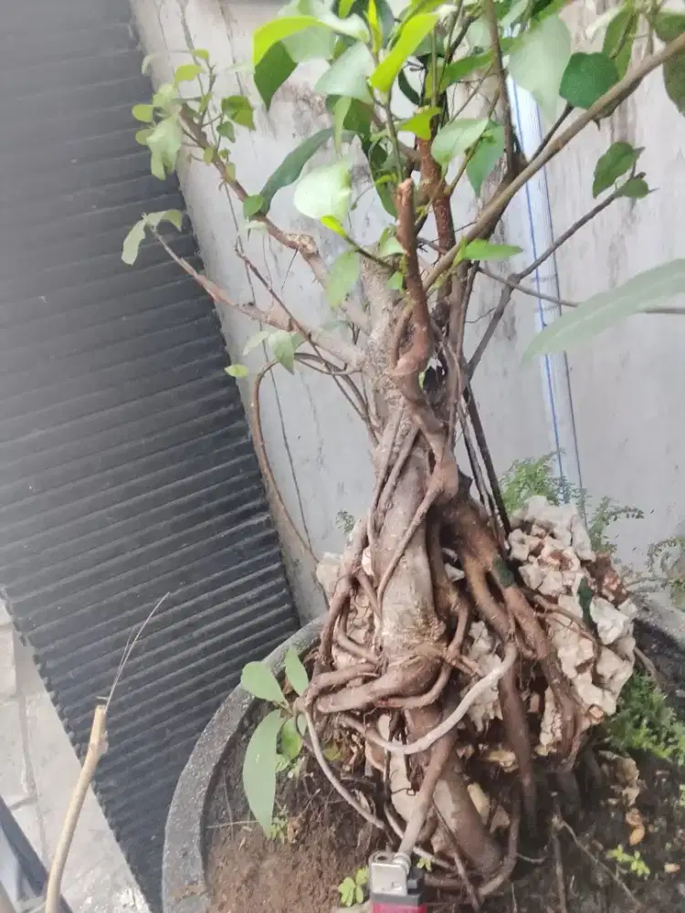 Bonsai beriingin on the rock