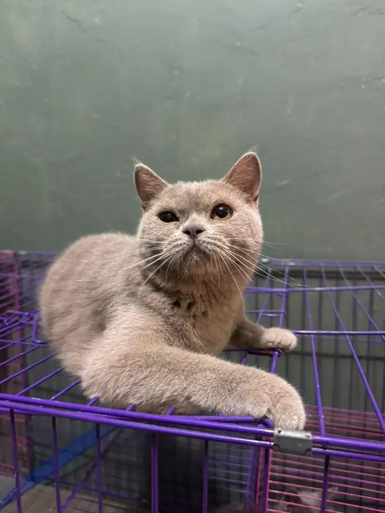 Kucing British Shorthair Betina Lilac Usia 9 Bln Pure BSH Betina Cakep