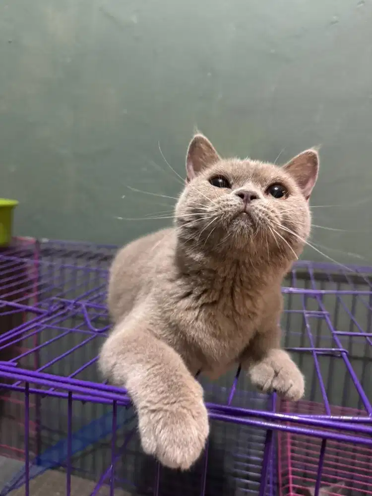 Kucing British Shorthair Betina Lilac Usia 9Bln Pure Kucing BSH Betina