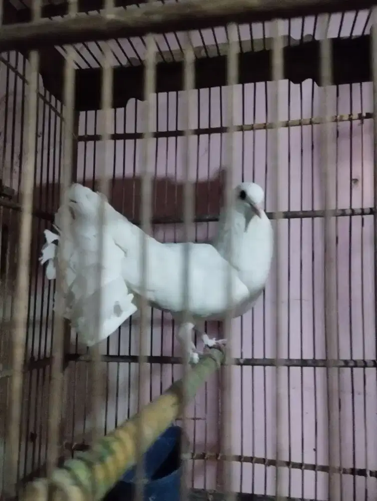 Burung dara kipas
