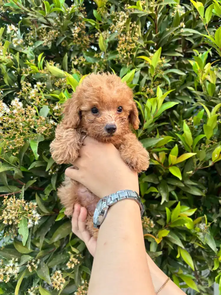 anjing poodle 1.5bln