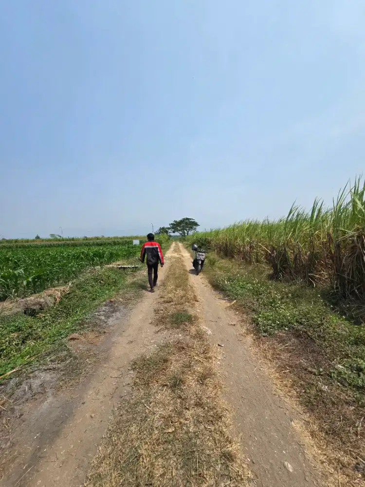 DIJUAL SAWAH MEDALI MOJOKERTO