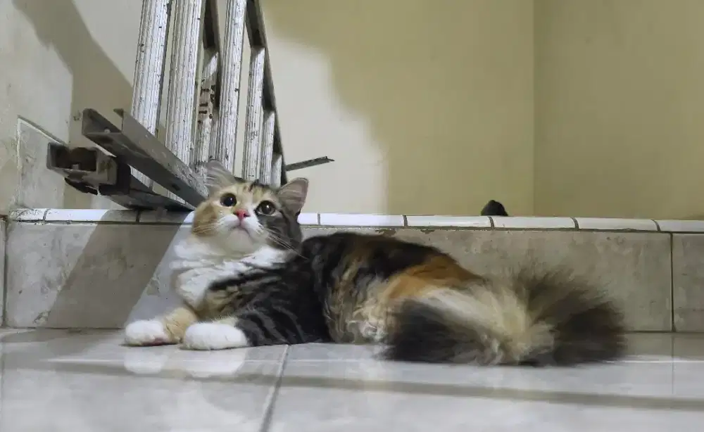Kucing persia betina cantik usia 4 bulanann