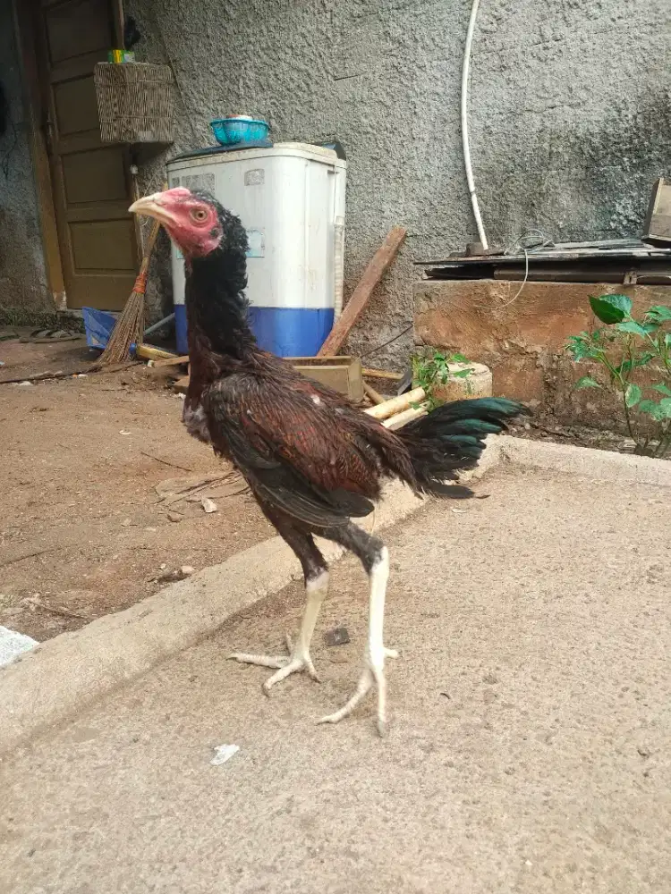 Ayam bangkok ss
