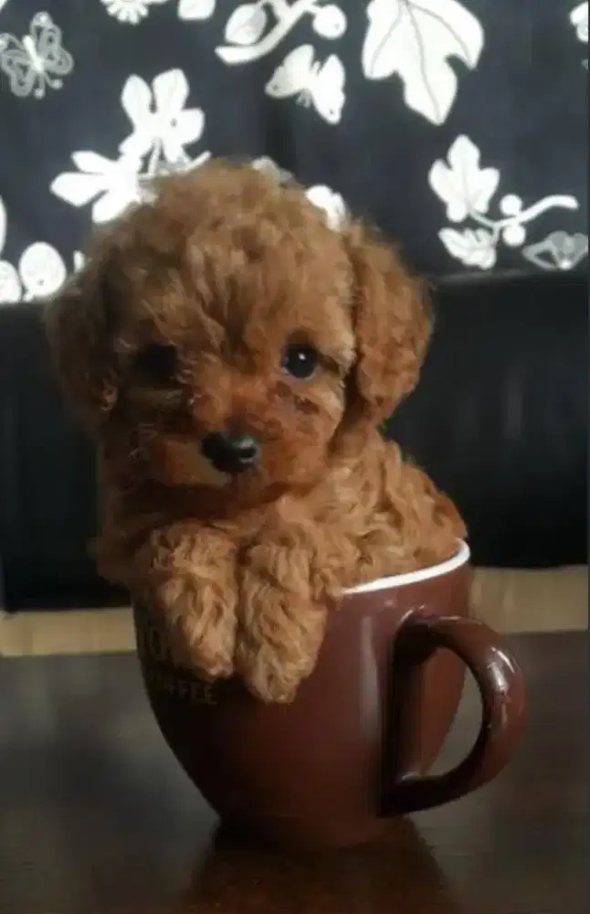 Betina teacup puppy poodle