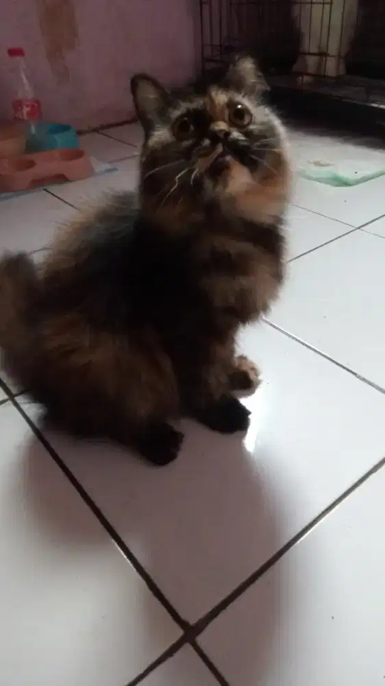Kitten betina caliko'