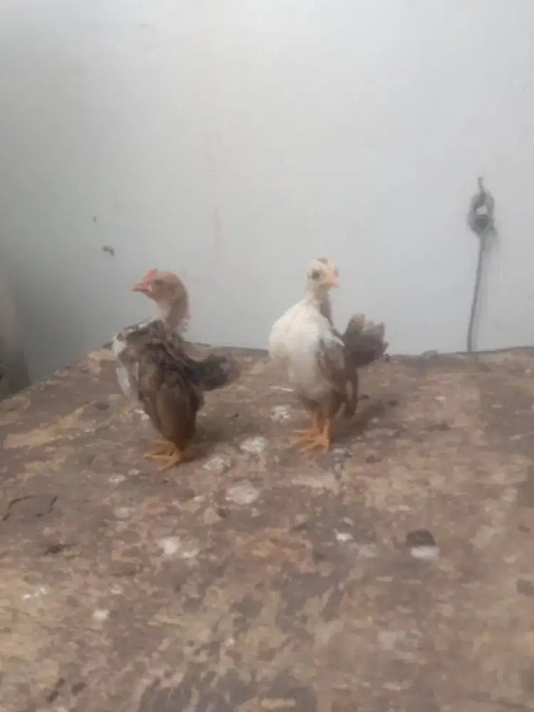 Ayam Serama sepasang