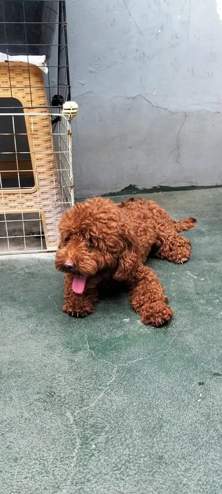 Dijual Anjing Puddle