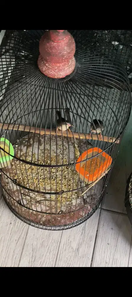 Burung Prenjak Klik