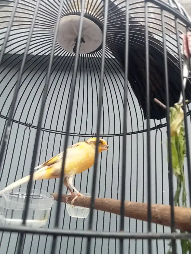 2 Burung kenari, F1 Rasmi , AFS Gacor Ring Malang fullset