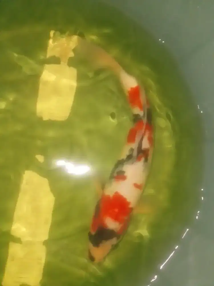 Ikan koi jenis Kindai Showa 37cm jantan HQ