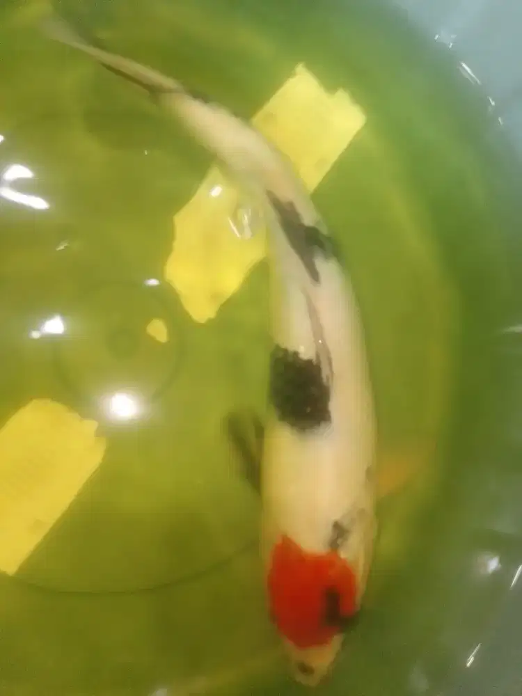 Ikan koi jenis Tancho Showa 39cm pola original