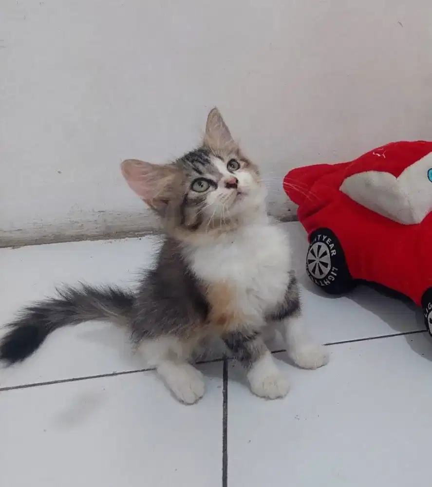 Kucing sphynx mix british long hair