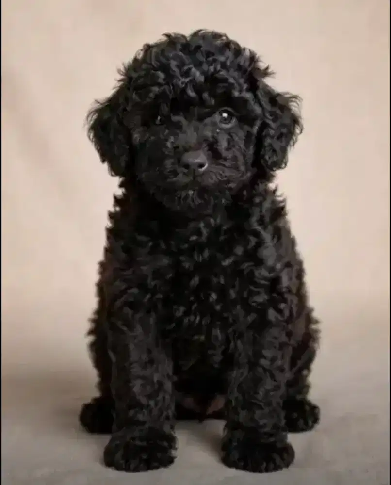 Toy poodle jantan&betina