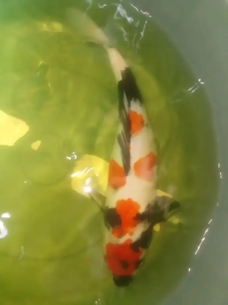Ikan koi jenis Kindai Showa 38cm HQ
