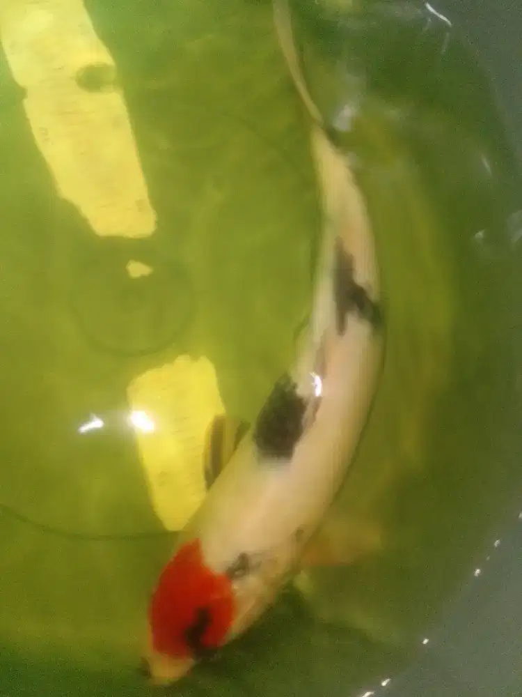 Ikan koi jenis Tancho Showa 39cm betina