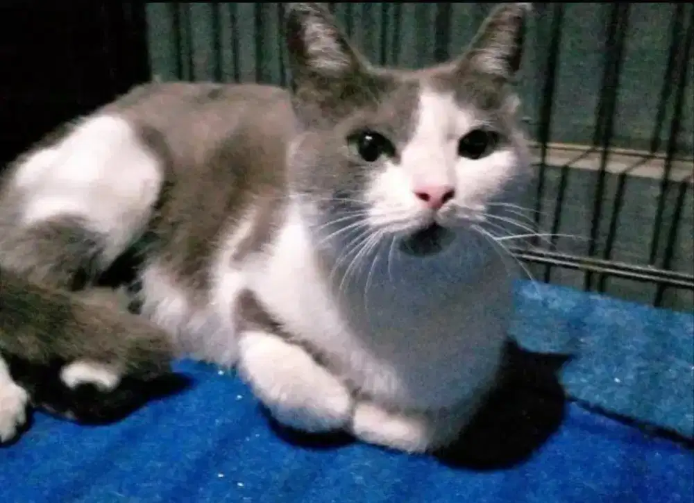 Indukan bsh dengan mixdom