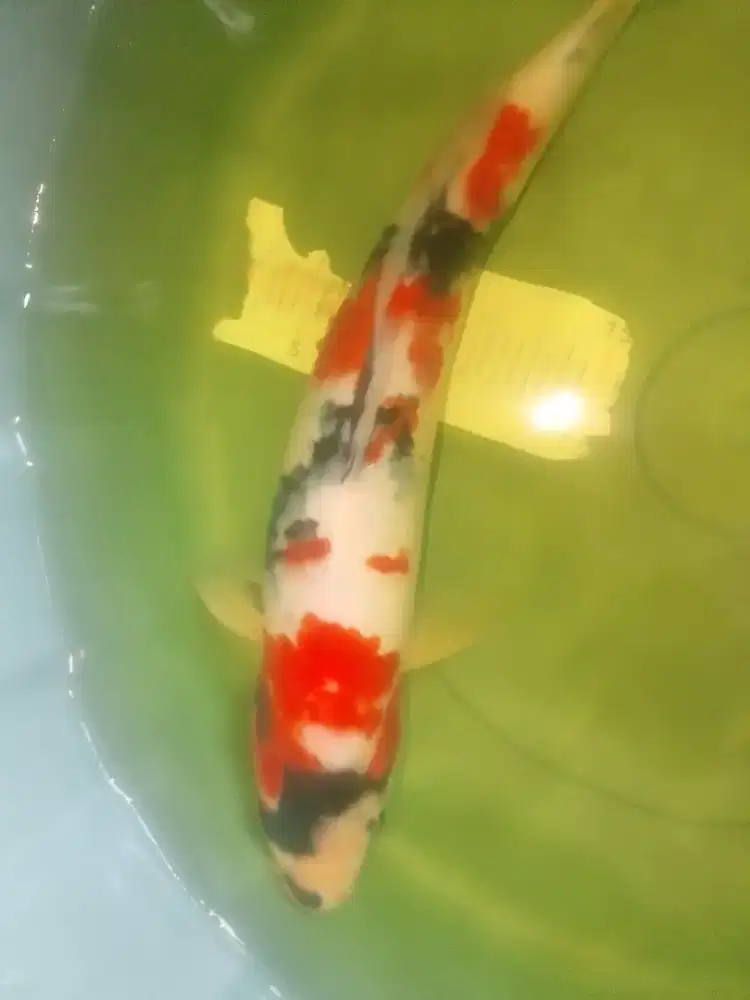 Ikan koi jenis Kindai Showa 37cm jantan HQ