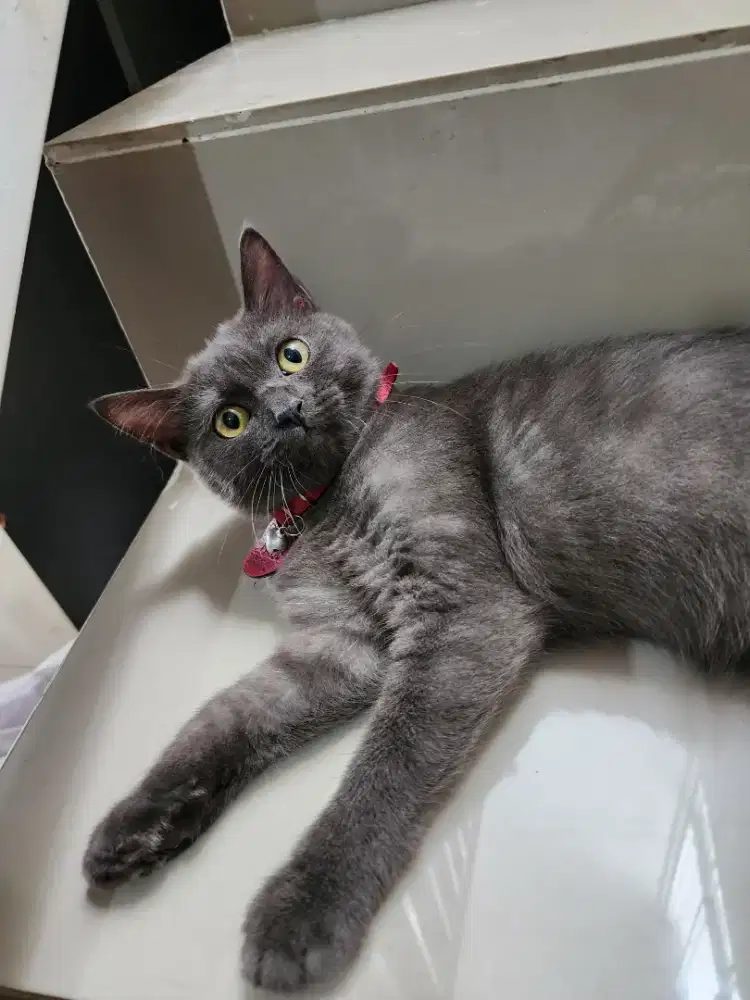 Kucing Scottish Fold x BSH Betina Blue Smoke
