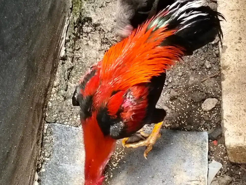 Dijual ayam Bangkok