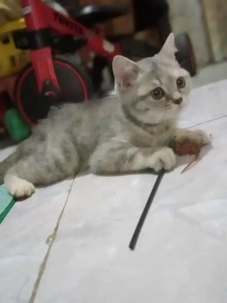 BSH Murce Blue tabby & Red Tabby Betina