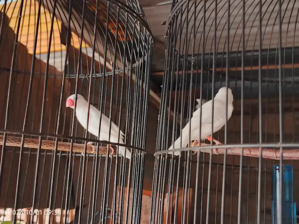 Burung gelatik jantan