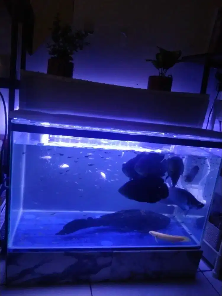 AQUARIUM + IKAN PREDATOR