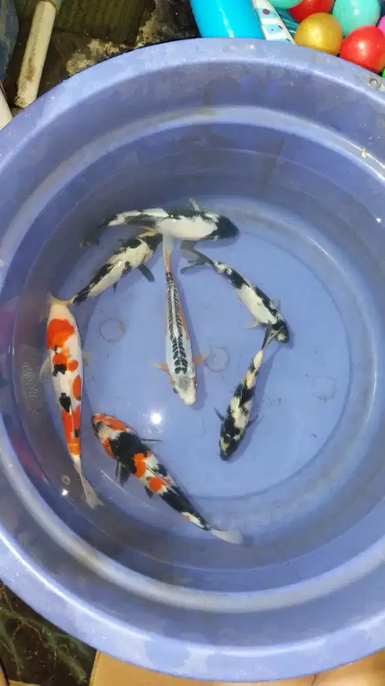 Paket ikan koi mix