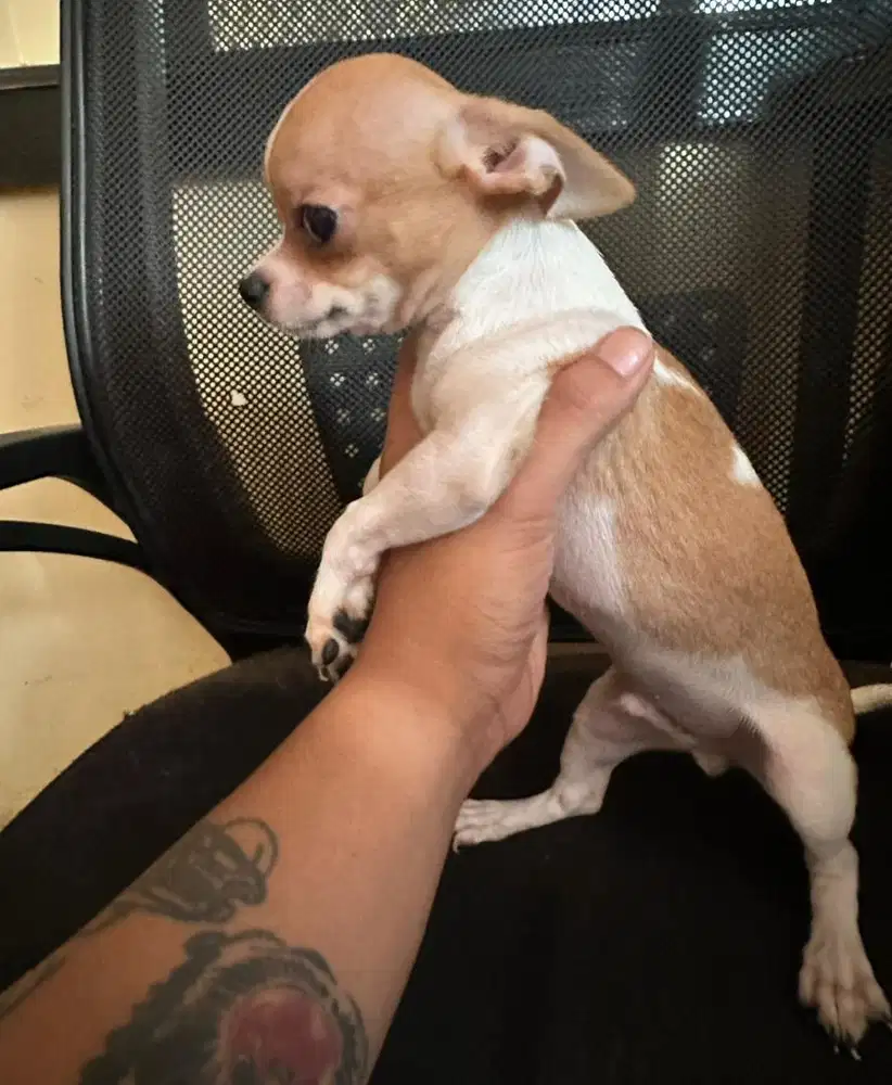 Chihuahua Apple Head Puppy