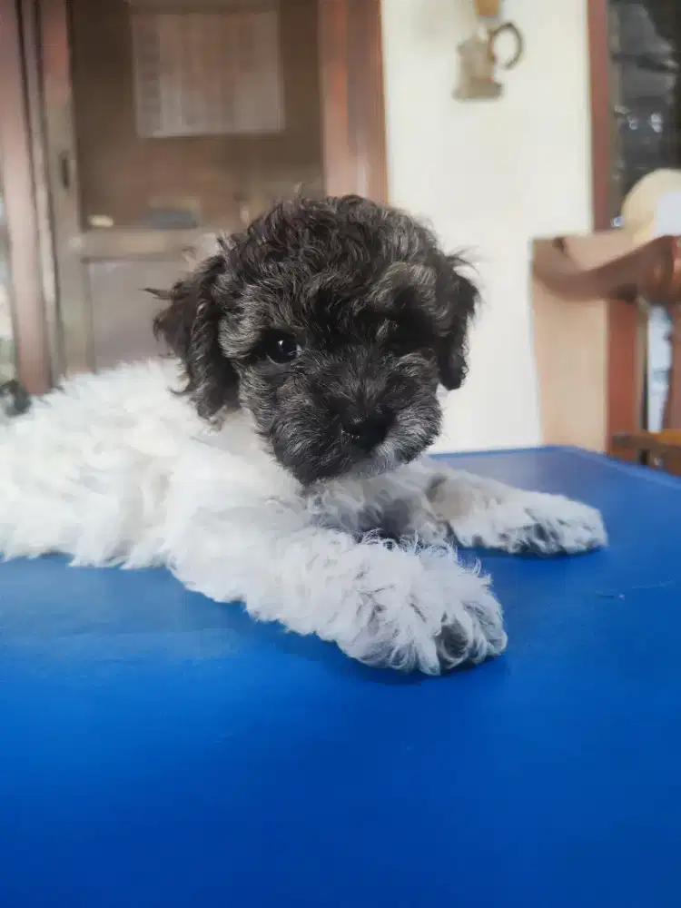 Party poodle silver Jantan
