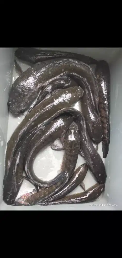 Ikan Kutuk (Gabus) Hidup