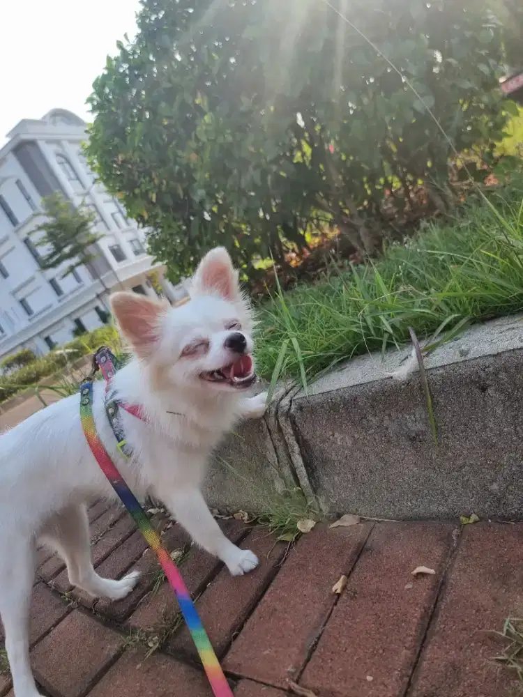 Open adopt anjing