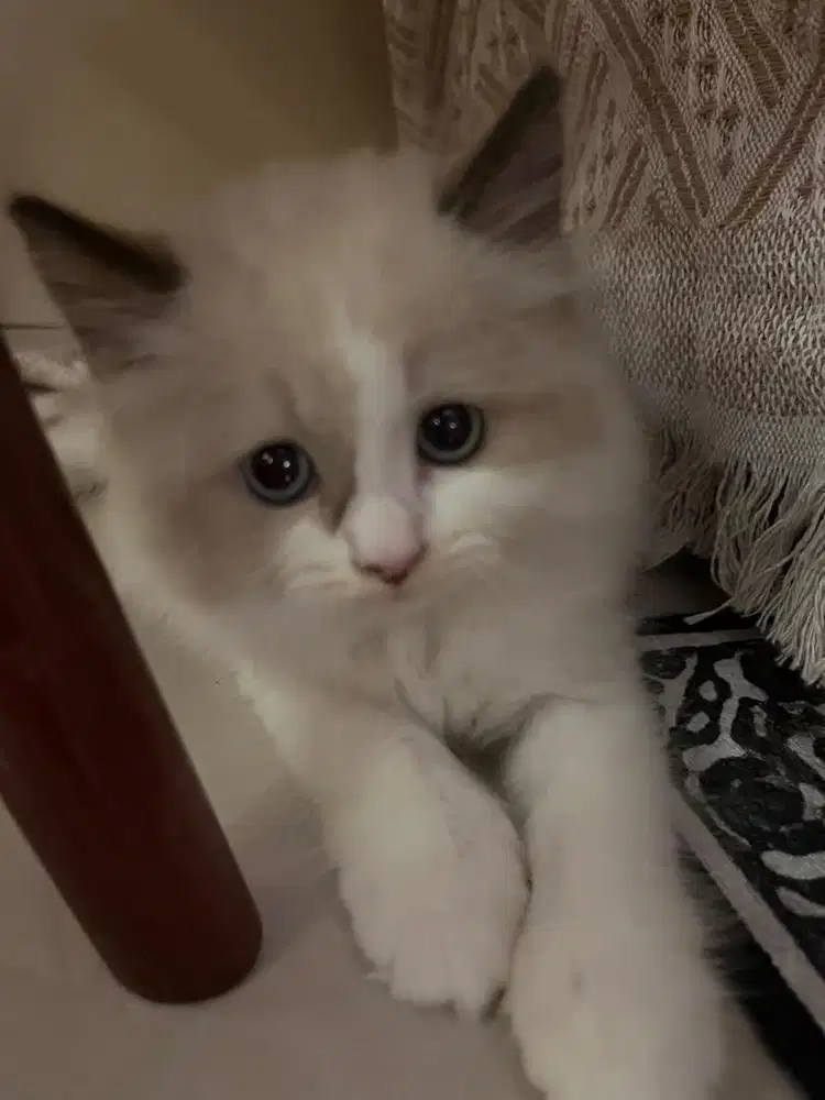 Kucil ragdoll anakan