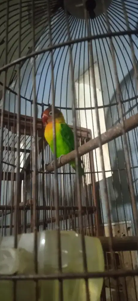 Lobey Bird Joshan jantan di BSD