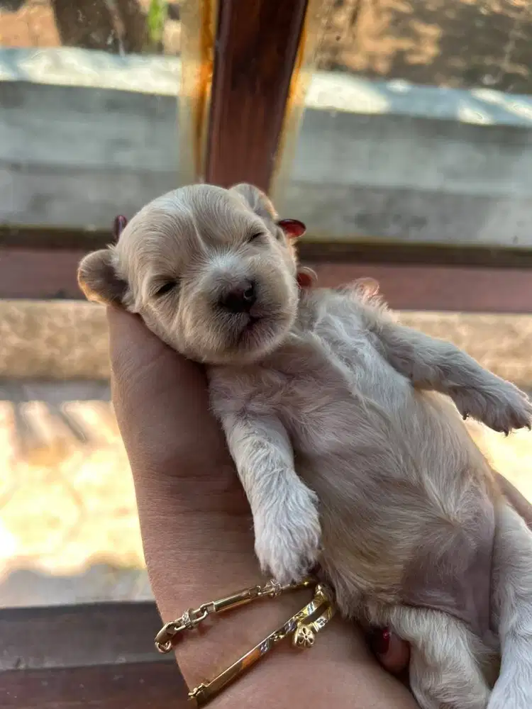 Poodle Puppy Female